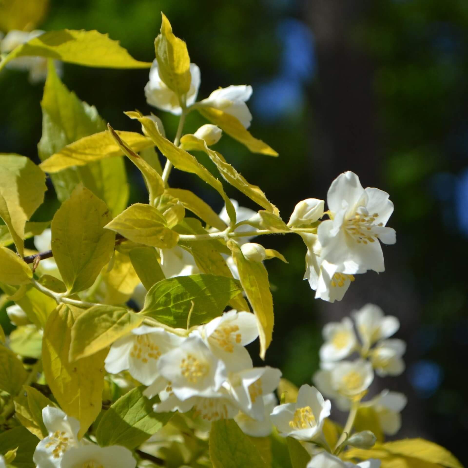 Gelber Europäischer Pfeifenstrauch 'Aureus' (Philadelphus coronarius 'Aureus')