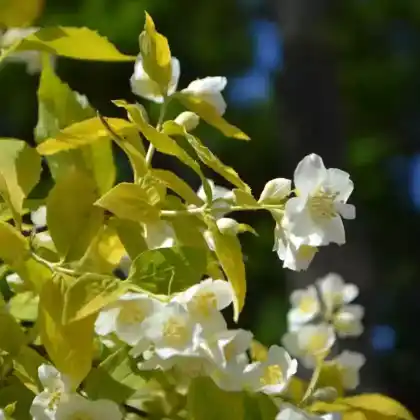 Foto von Gelber Europäischer Pfeifenstrauch 'Aureus' (Philadelphus coronarius 'Aureus')