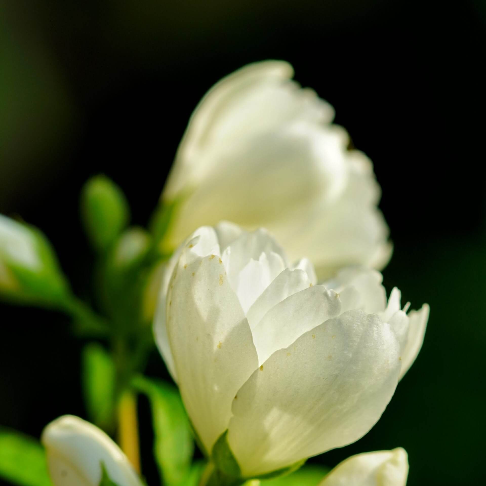 Gefüllter Pfeifenstrauch 'Little White Love' (Philadelphus coronarius 'Little White Love')