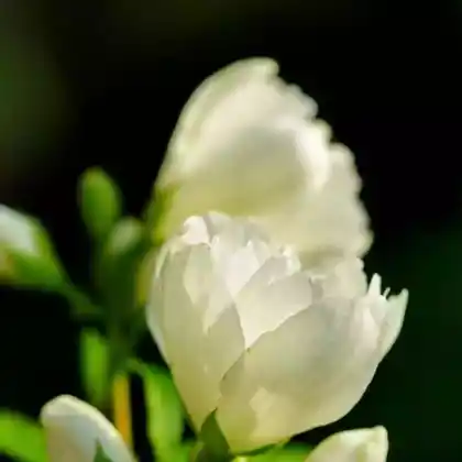 Foto von Gefüllter Pfeifenstrauch 'Little White Love' (Philadelphus coronarius 'Little White Love')