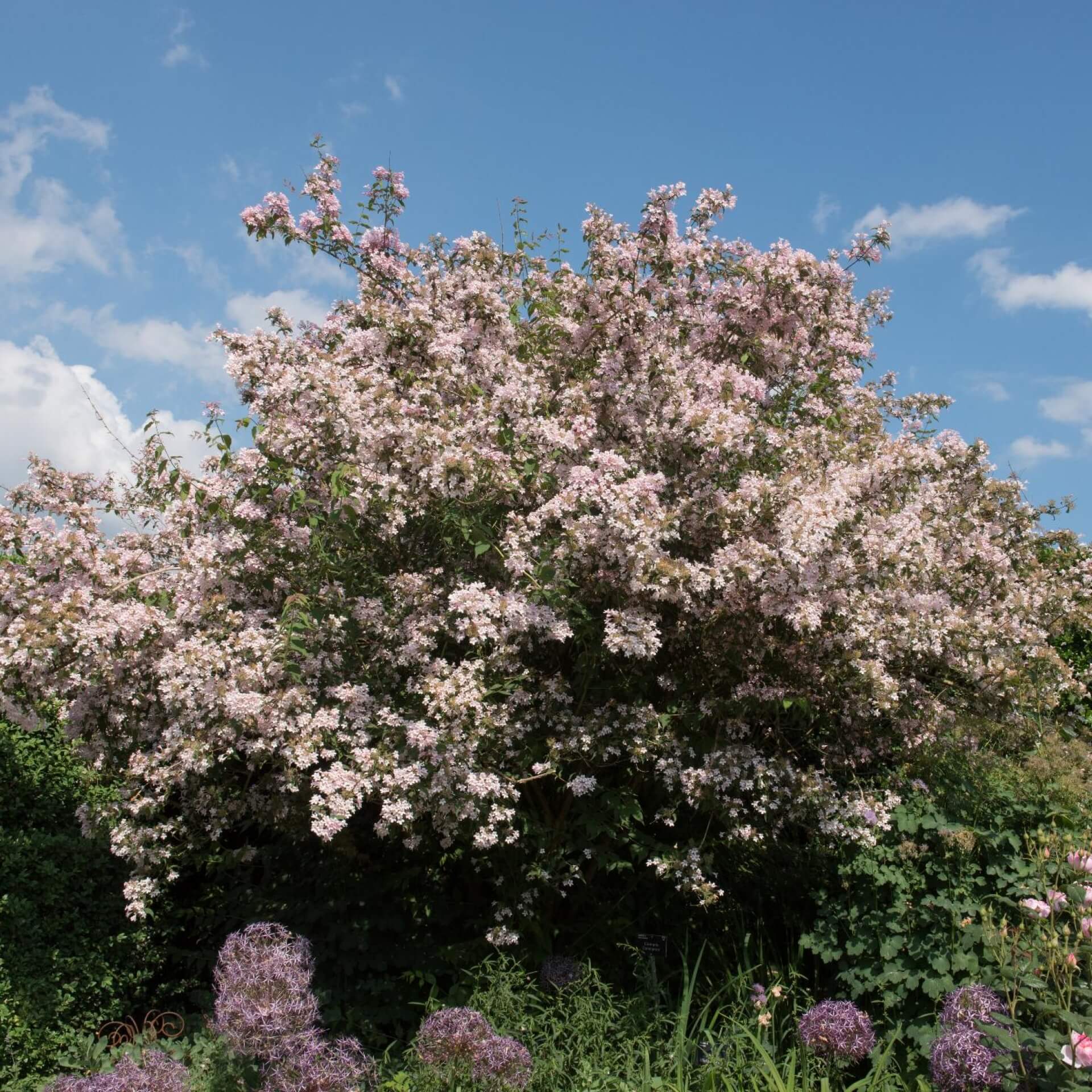 Perlmuttstrauch 'Pink Cloud' (Kolkwitzia amabilis 'Pink Cloud')