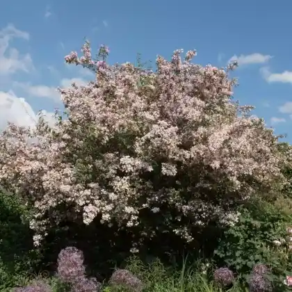 Foto von Perlmuttstrauch 'Pink Cloud' (Kolkwitzia amabilis 'Pink Cloud')