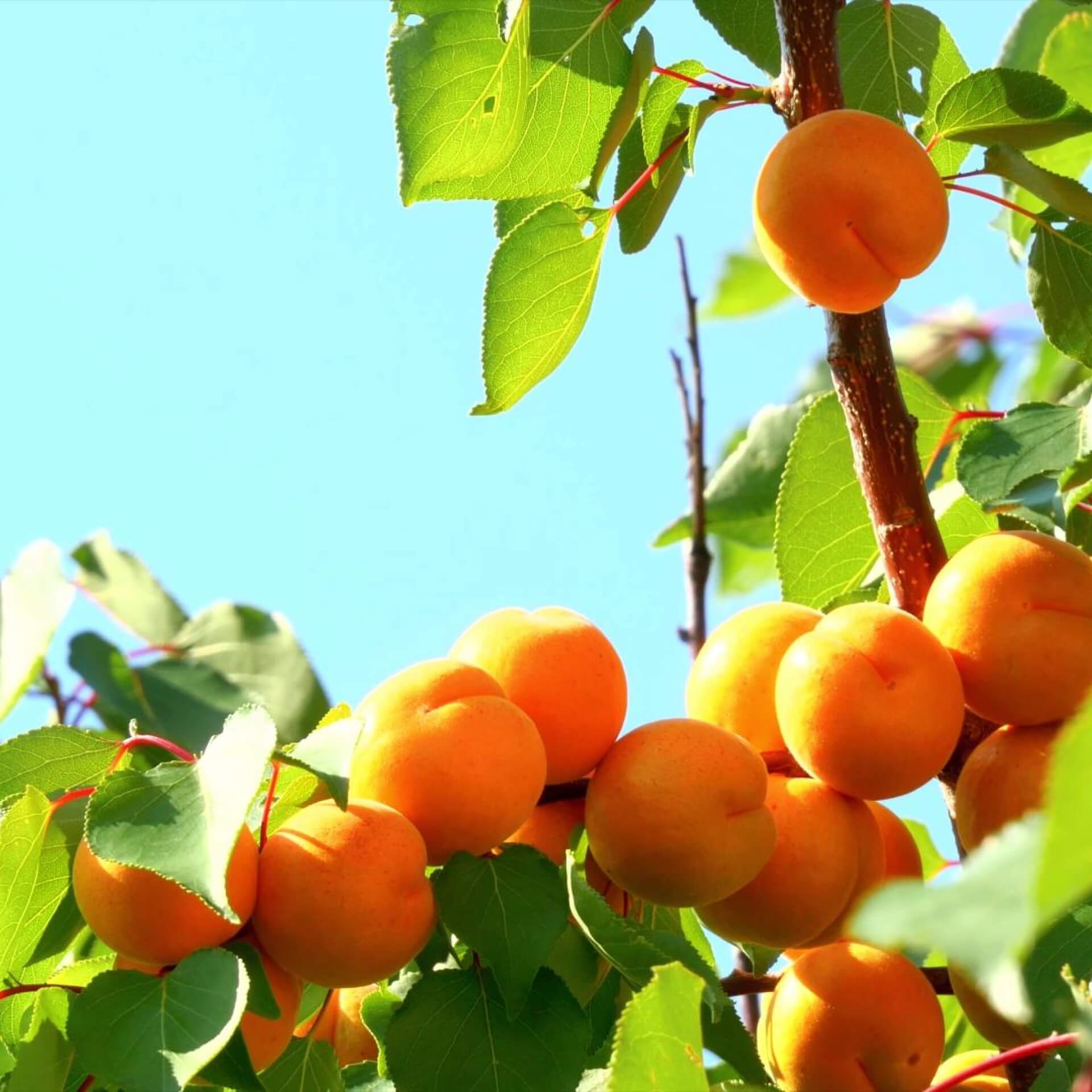 Mirabelle 'Von Nancy' (Prunus domestica subsp. syriaca 'Mirabelle von Nancy')