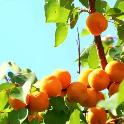 Foto von Mirabelle 'Von Nancy' (Prunus domestica subsp. syriaca 'Mirabelle von Nancy')
