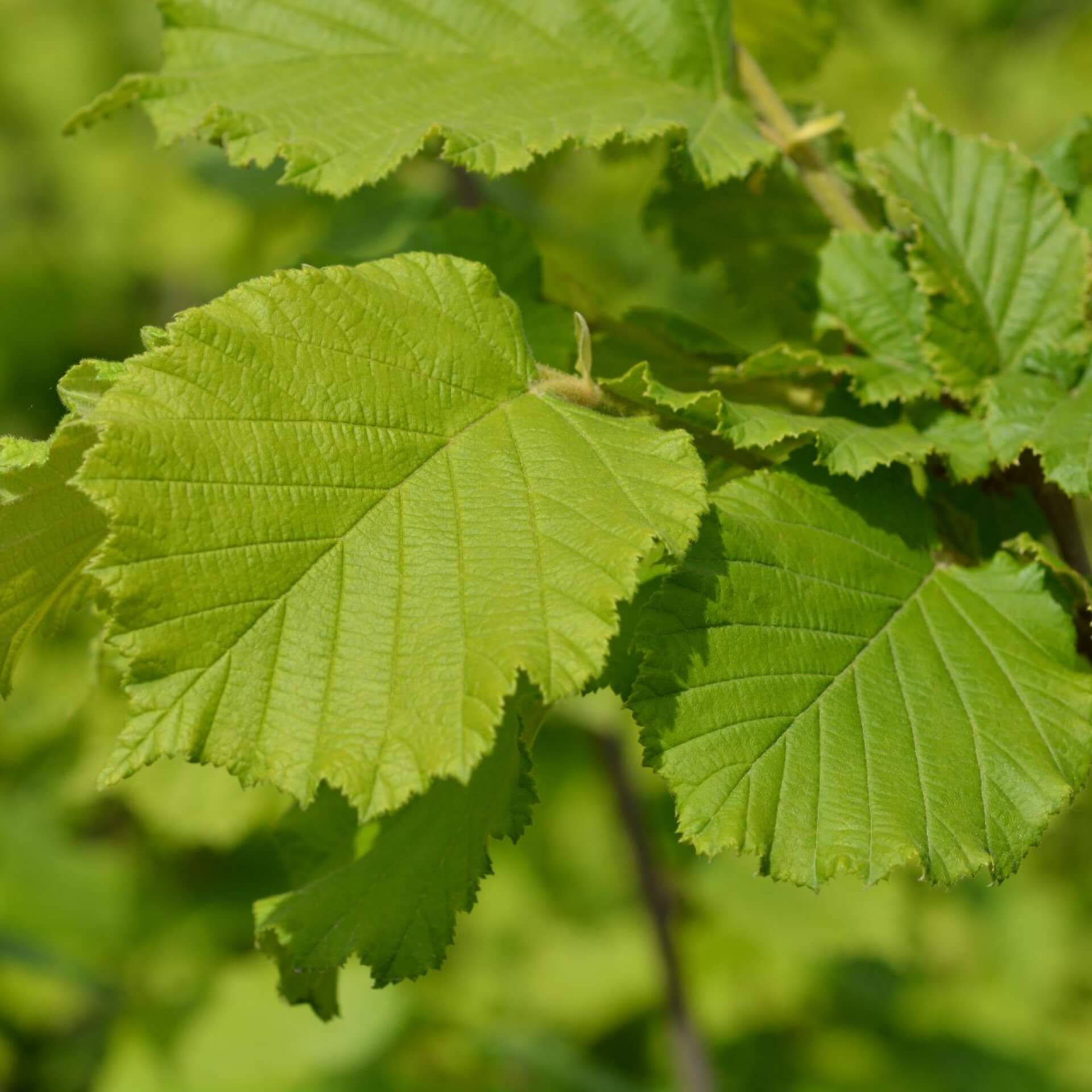 Haselnuss 'Nottinghams Früheste' (Corylus avellana 'Nottinghams Früheste')