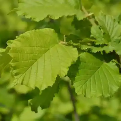 Foto von Haselnuss 'Nottinghams Früheste' (Corylus avellana 'Nottinghams Früheste')