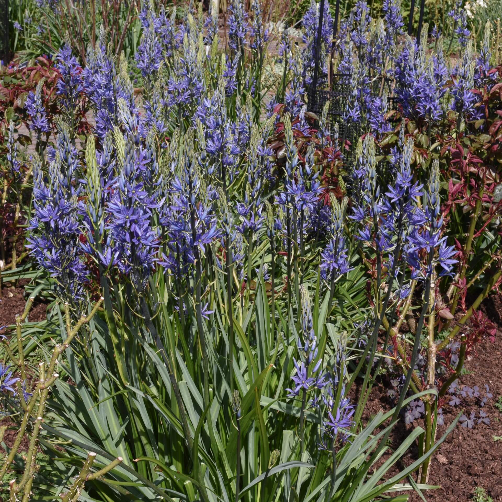 Blaue Prärielilie 'Caerulea' (Camassia leichtlinii ssp. suksdorfii 'Coerulea')