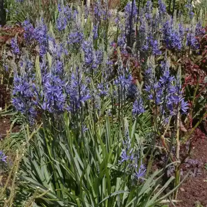 Foto von Blaue Prärielilie 'Caerulea' (Camassia leichtlinii ssp. suksdorfii 'Coerulea')