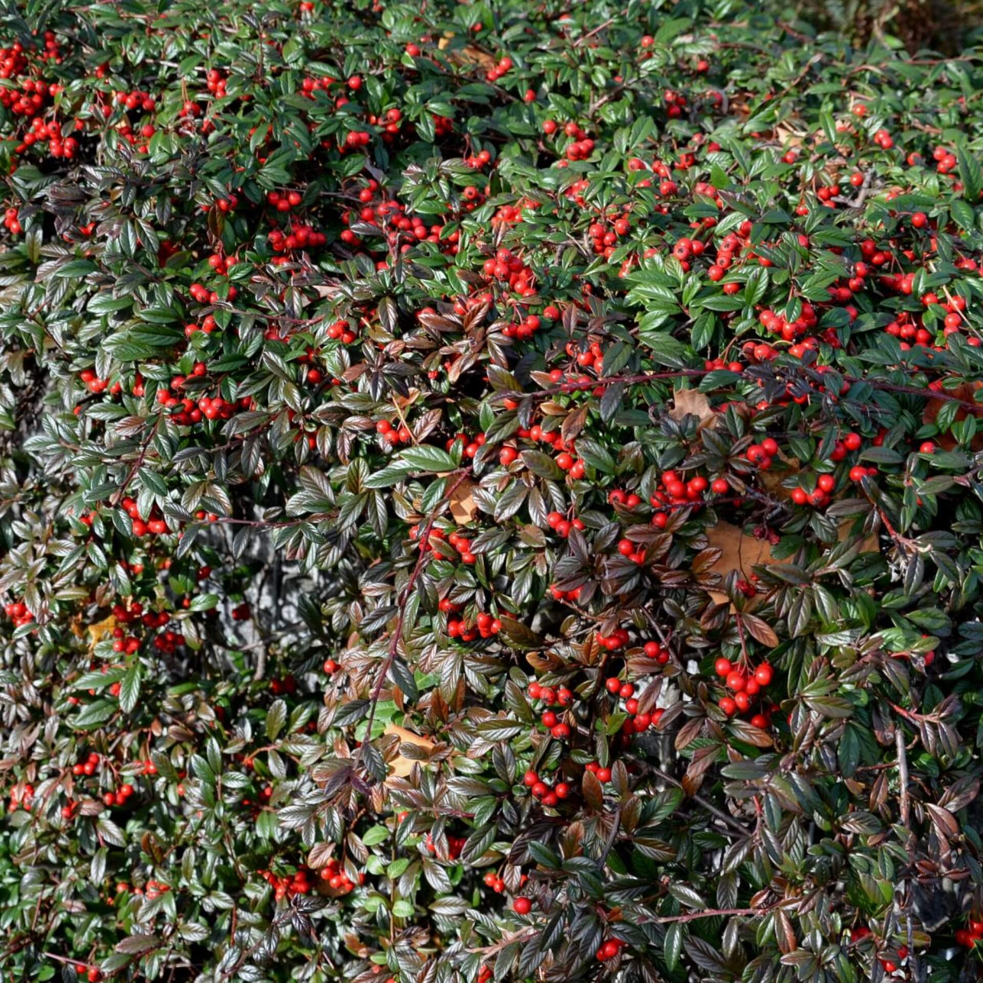 Kriechmispel 'Parkteppich' (Cotoneaster salicifolius 'Parkteppich')