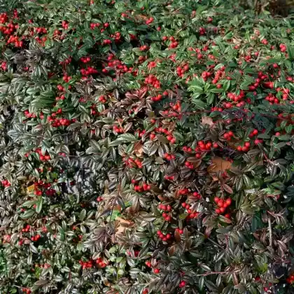 Foto von Kriechmispel 'Parkteppich' (Cotoneaster salicifolius 'Parkteppich')