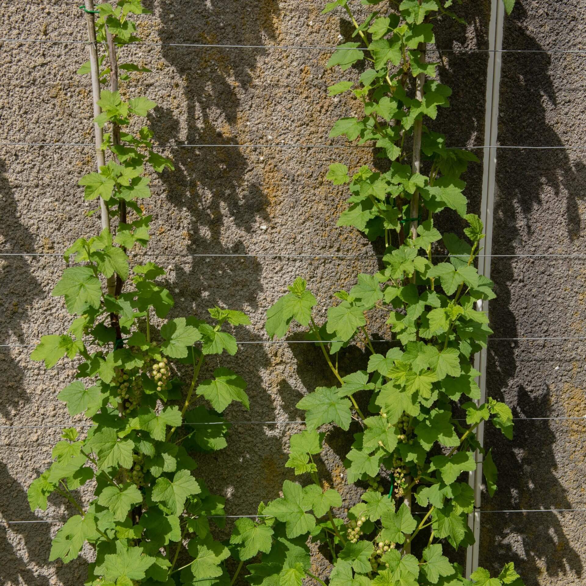 Rote Johannisbeere 'Junifer' (Ribes rubrum 'Junifer')