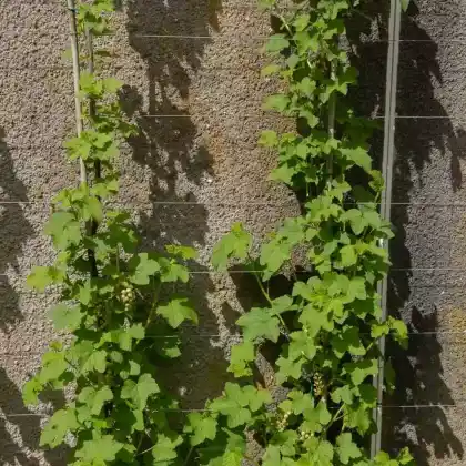 Foto von Rote Johannisbeere 'Junifer' (Ribes rubrum 'Junifer')