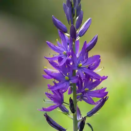 Foto von Essbare Prärielilie (Camassia quamash)