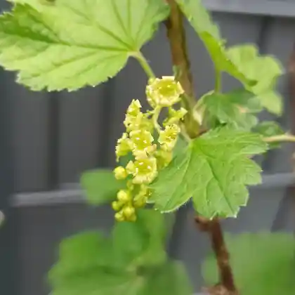 Foto von Rote Johannisbeere 'Rolan' (Ribes rubrum 'Rolan')