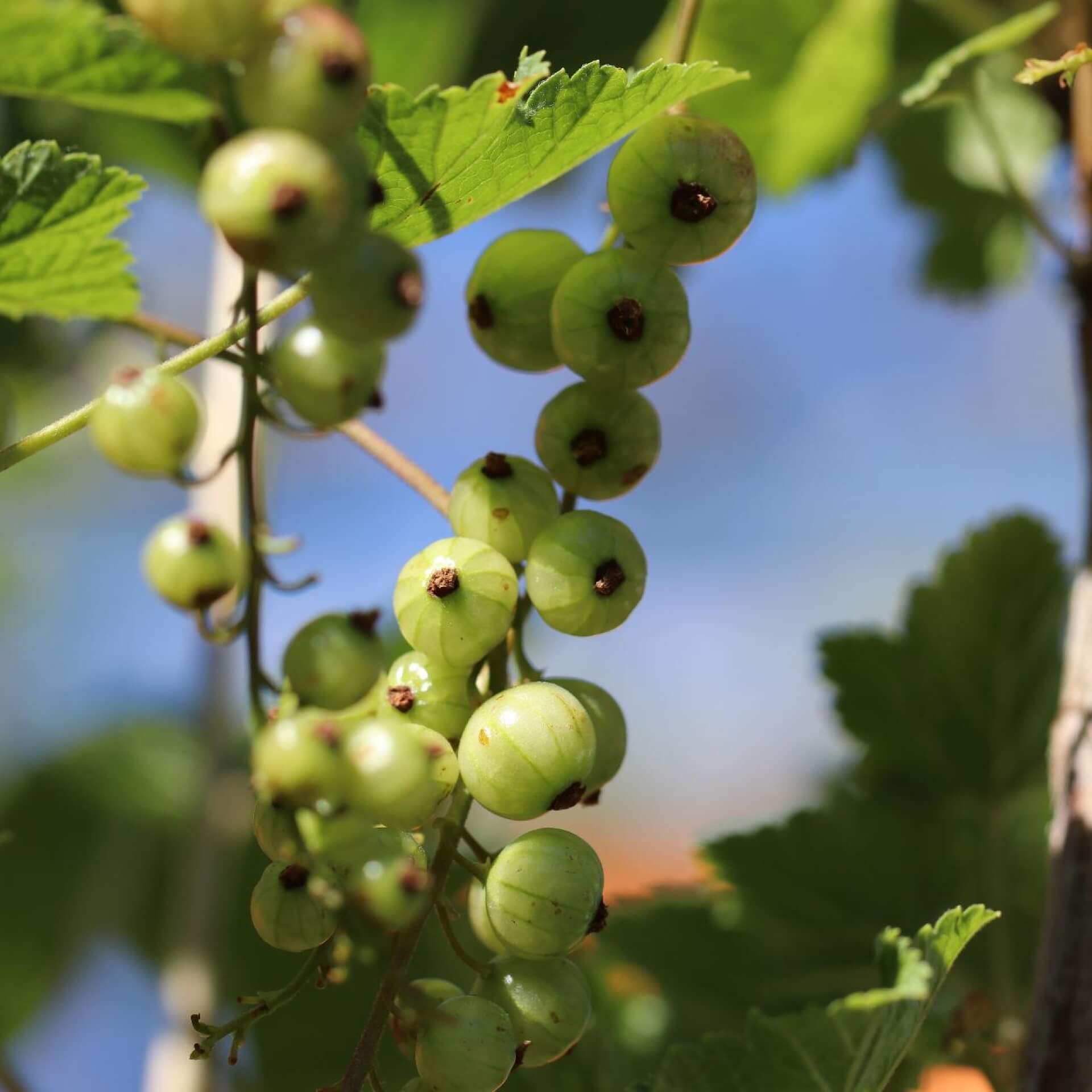 pflegeleicht & dein ökologisch \'Weiße Weiße Johannisbeere Versailler\': Garten