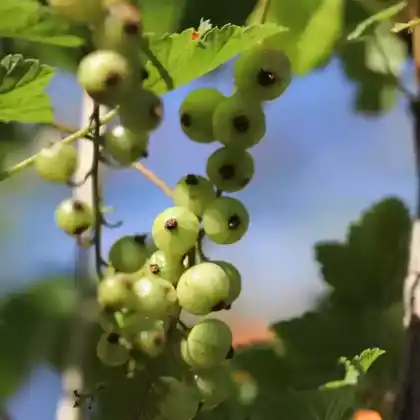 Foto von Weiße Johannisbeere 'Weiße Versailler' (Ribes rubrum 'Weiße Versailler')