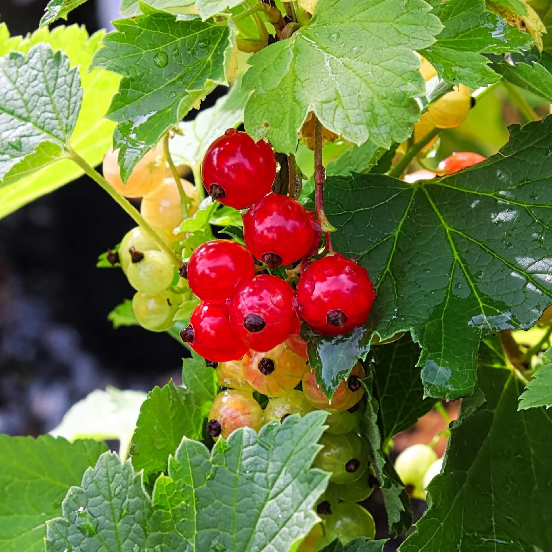 Rote Johannisbeere 'Red Lake' (Ribes rubrum 'Red Lake')