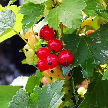 Foto von Rote Johannisbeere 'Red Lake' (Ribes rubrum 'Red Lake')