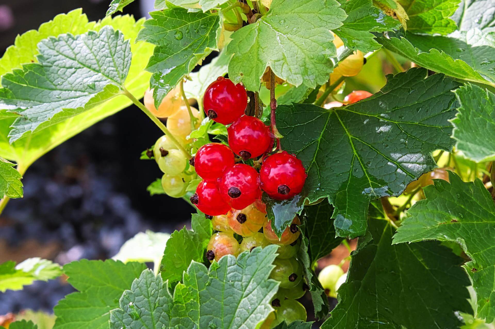 Rote Johannisbeere 'Red Lake' / Ribes rubrum 'Red Lake'