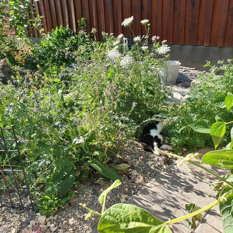 Tutti von Tuttigarten