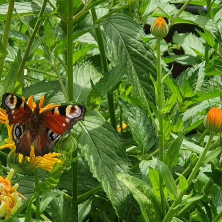 Tutti von Tuttigarten