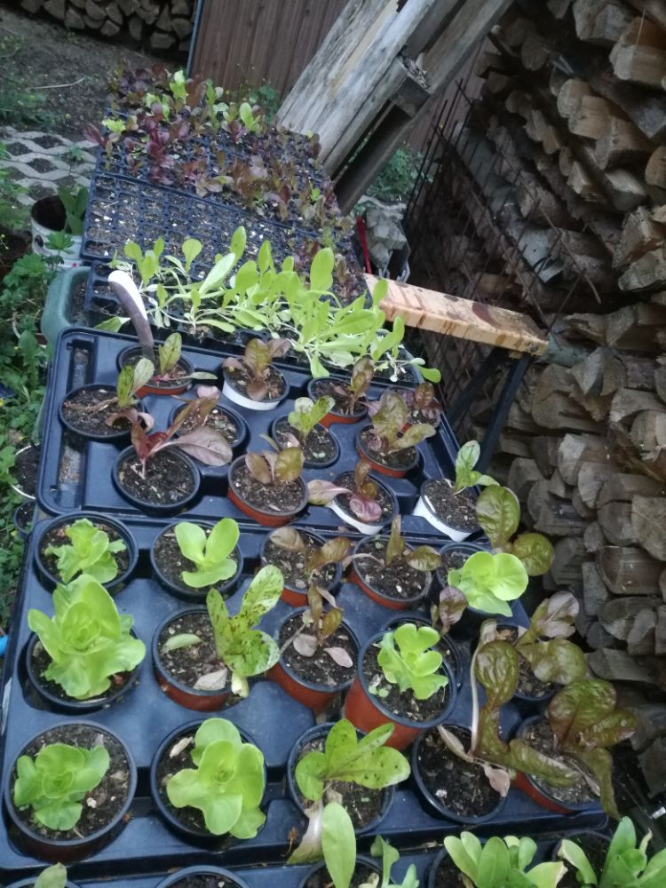 Daniela, Hortus-bios.de
