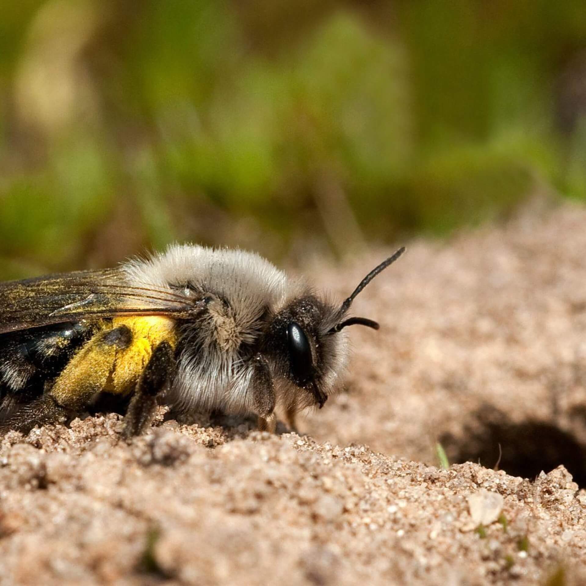 Wo nisten Wildbienen? Die Hälfte gräbt sich Gänge im Erdboden!