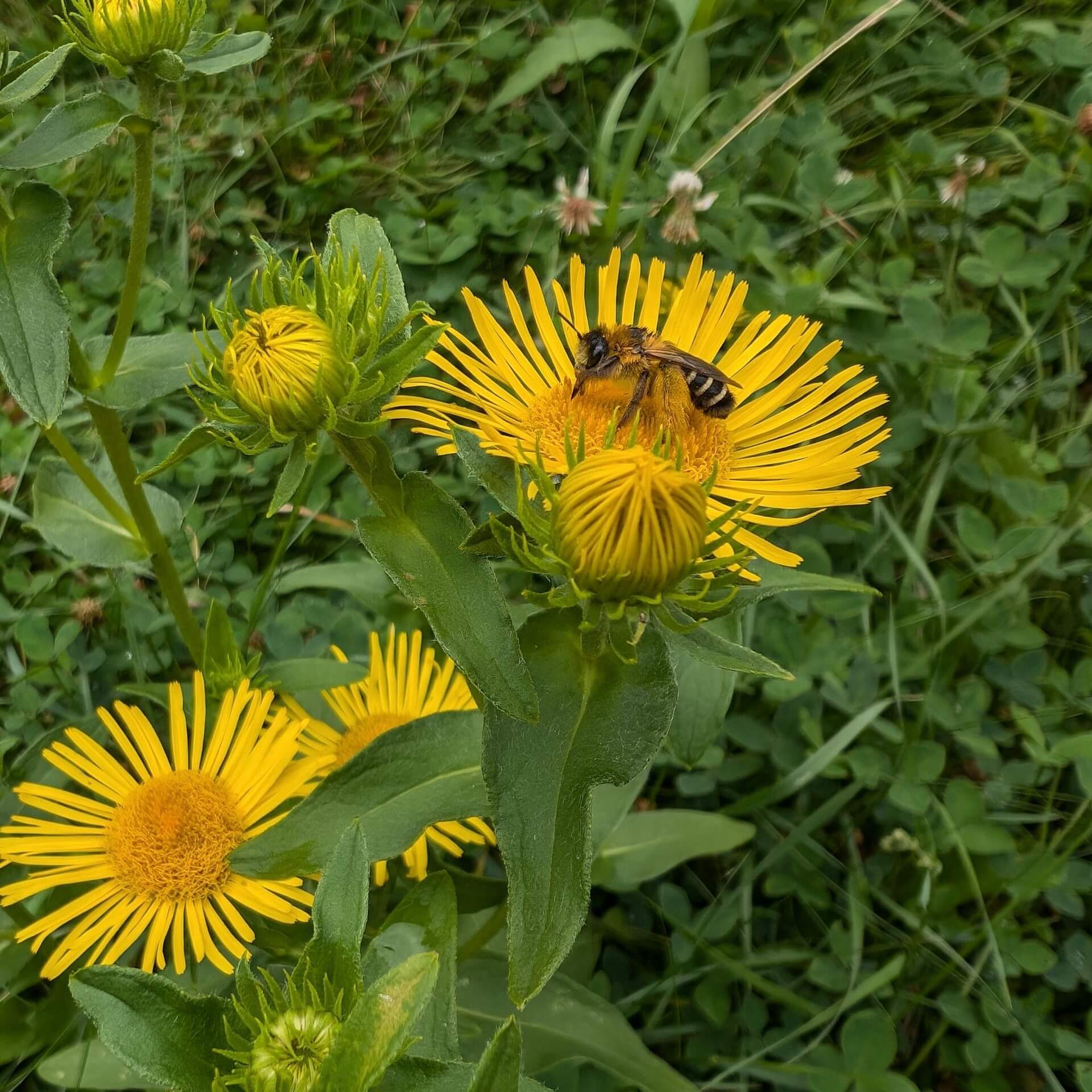 Wildbienen: Auf diese 6 einfache Dinge sind sie angewiesen!