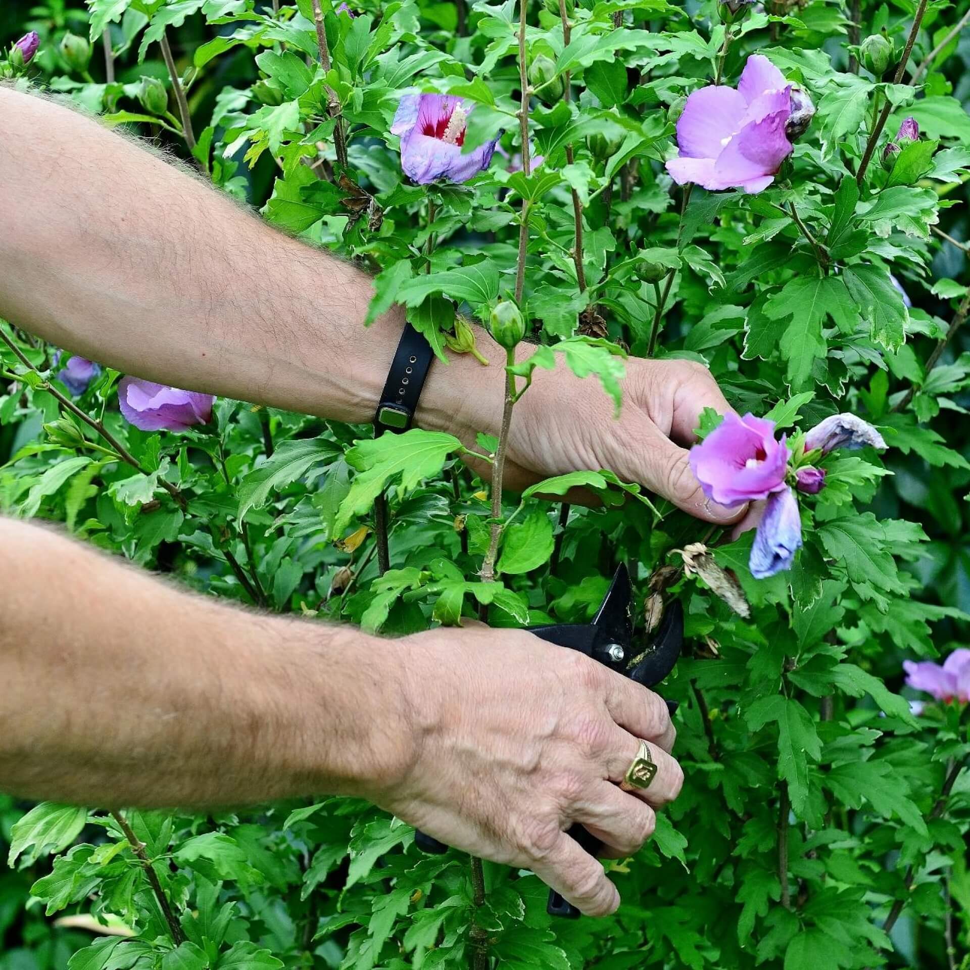 Hibiskus schneiden - So wirds gemacht