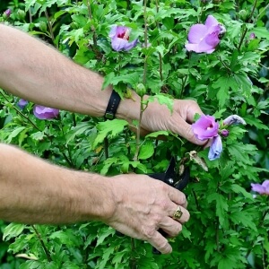 Hibiskus schneiden - So wirds gemacht
