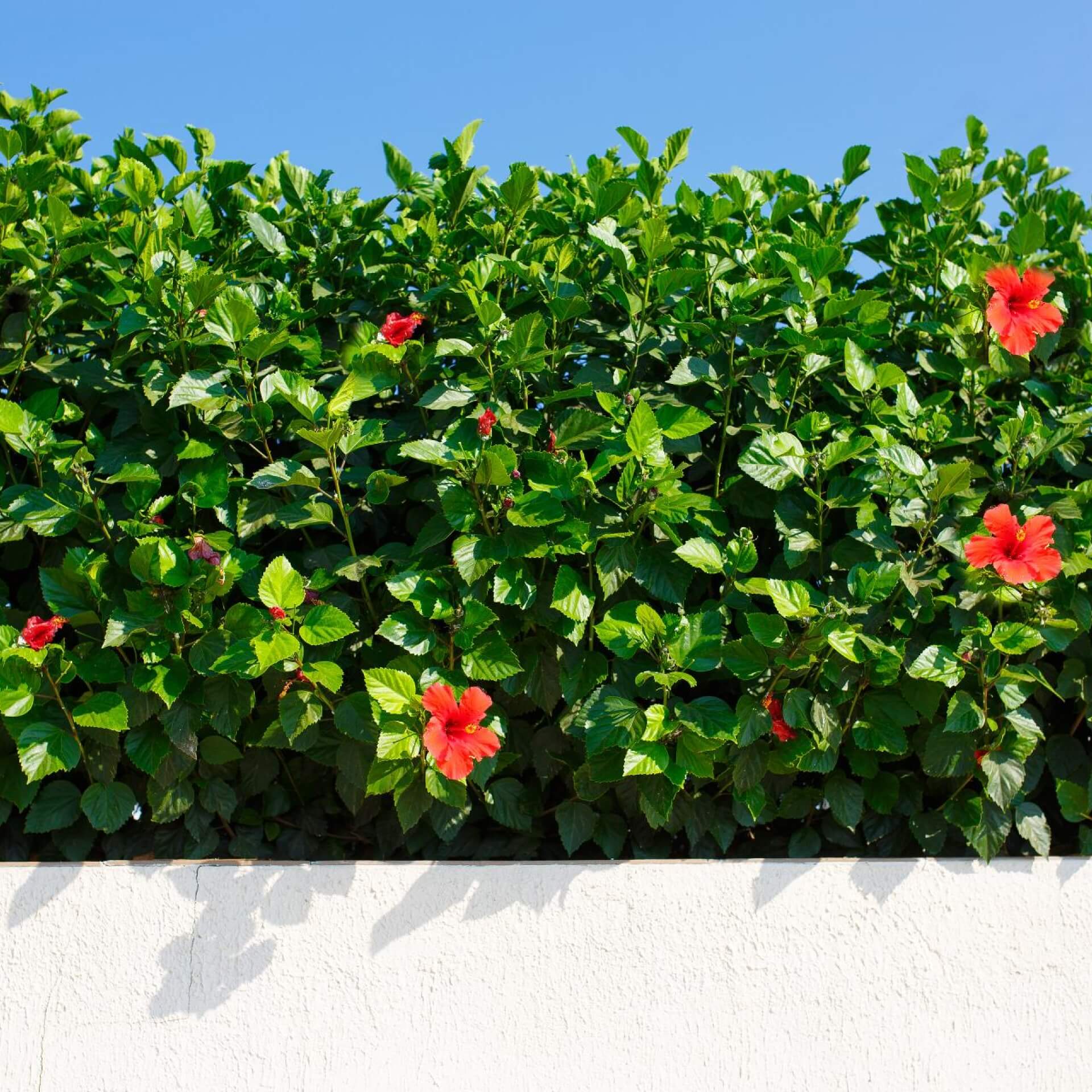 Hibiskus als Hecke: Was spricht dafür, was dagegen?