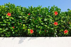 46+ Hibiskus Sträucher Im Kübel, Die gattung hibiskus mehrere