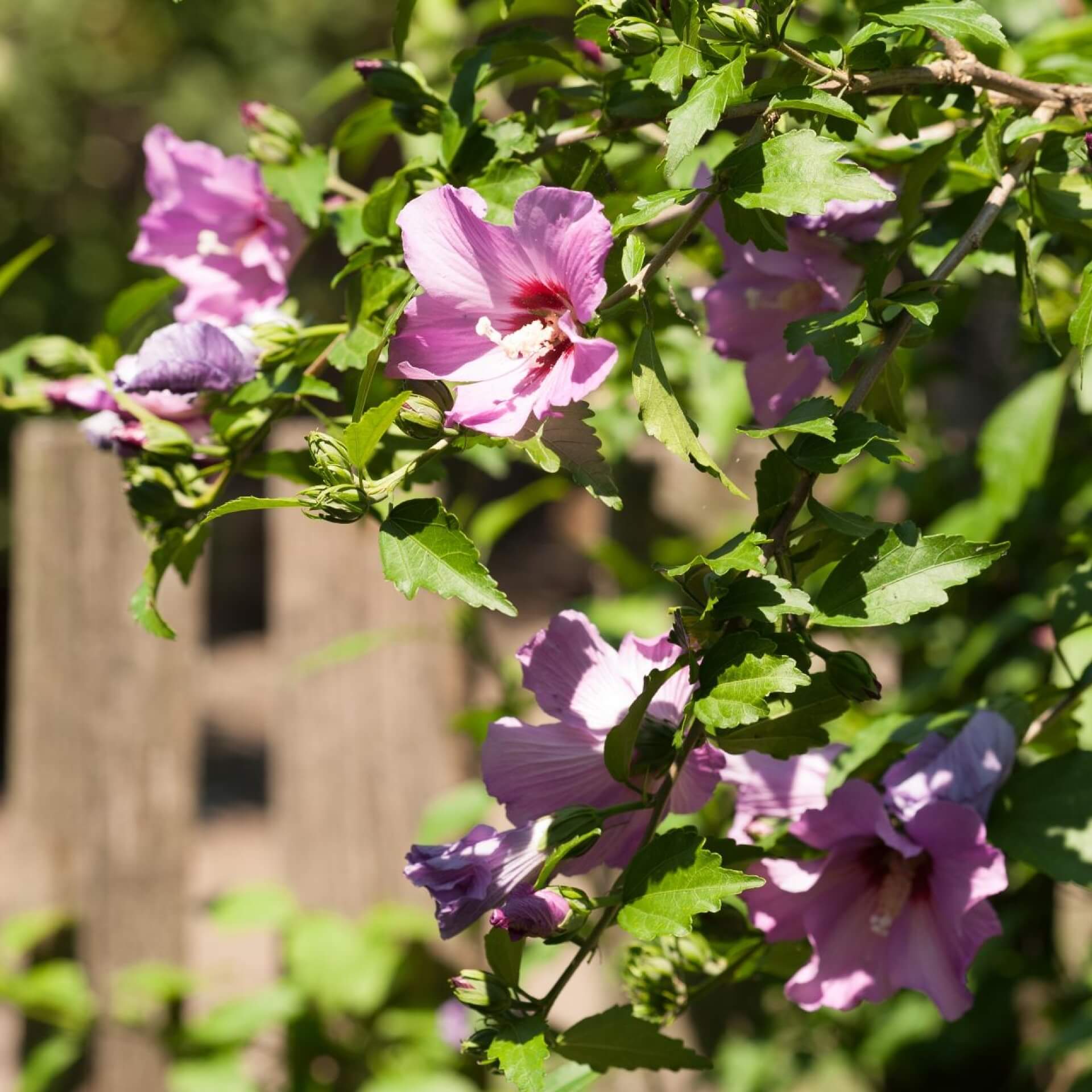 Hibiskus pflanzen: Alles was du wissen musst