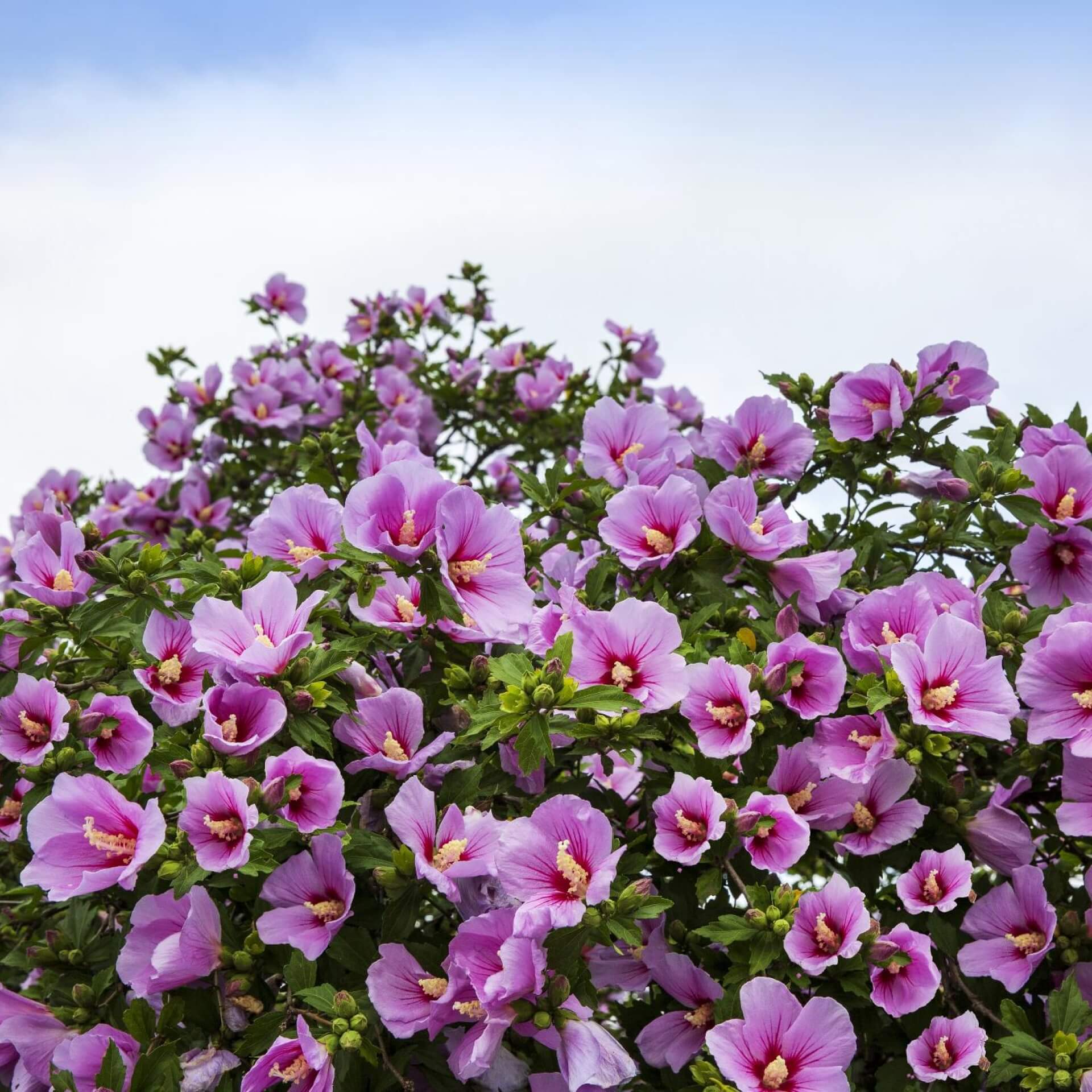 Hibiskus Pflege: So wird er zum Blütentraum