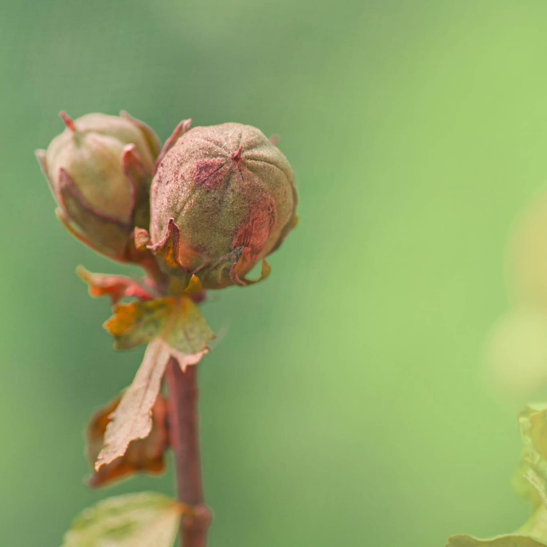 Hibiskus vermehren: Alternative zum Kauf