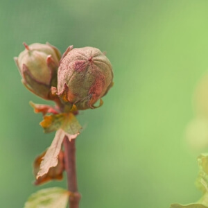Hibiskus vermehren: Alternative zum Kauf