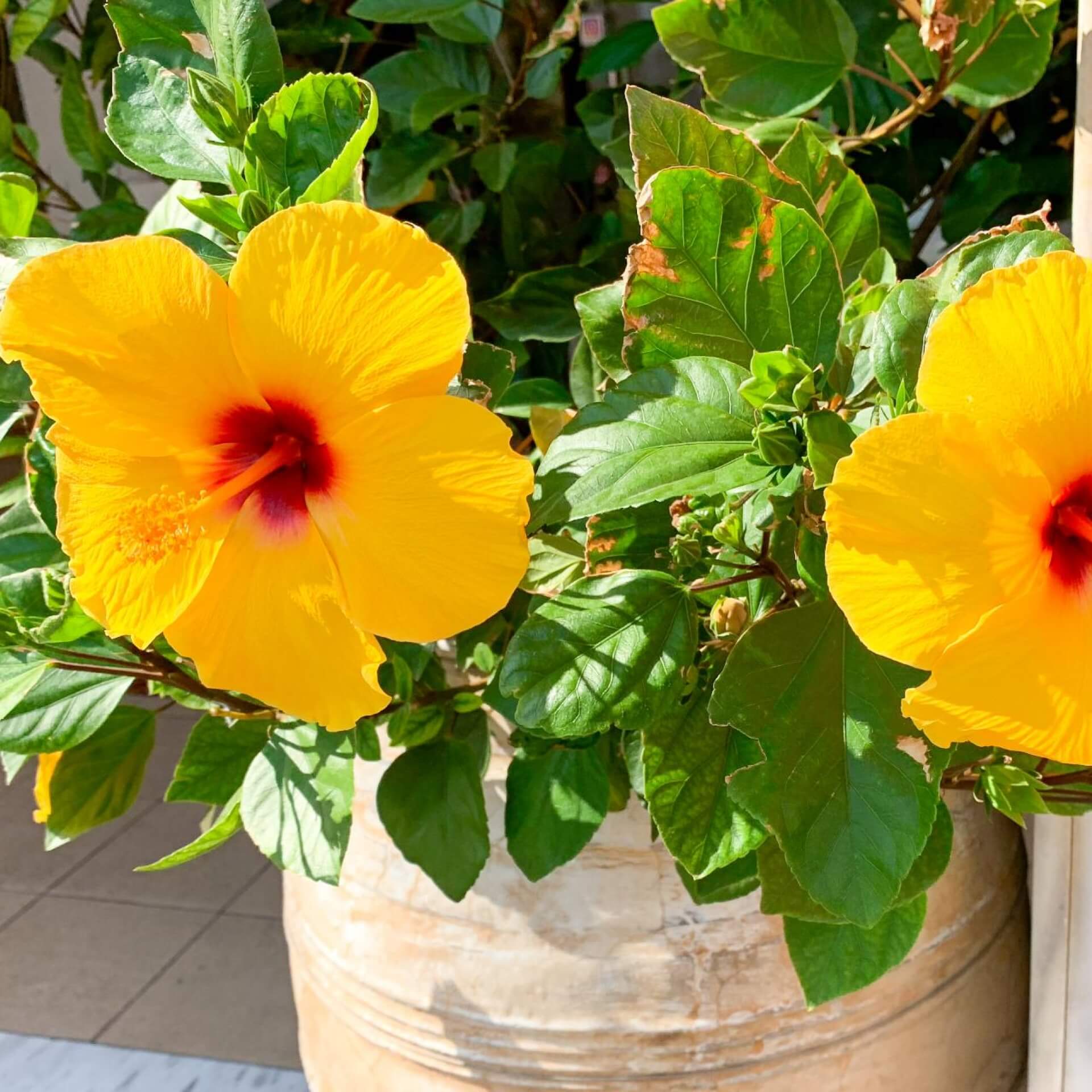 Hibiskus im Topf & Kübel: So gedeiht er prächtig