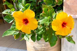 Hibiskus als Hecke Was spricht dafür, was dagegen?