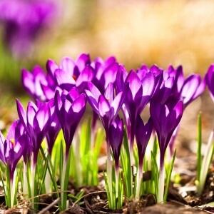 Blumenzwiebeln im Freien pflanzen – so geht’s richtig!