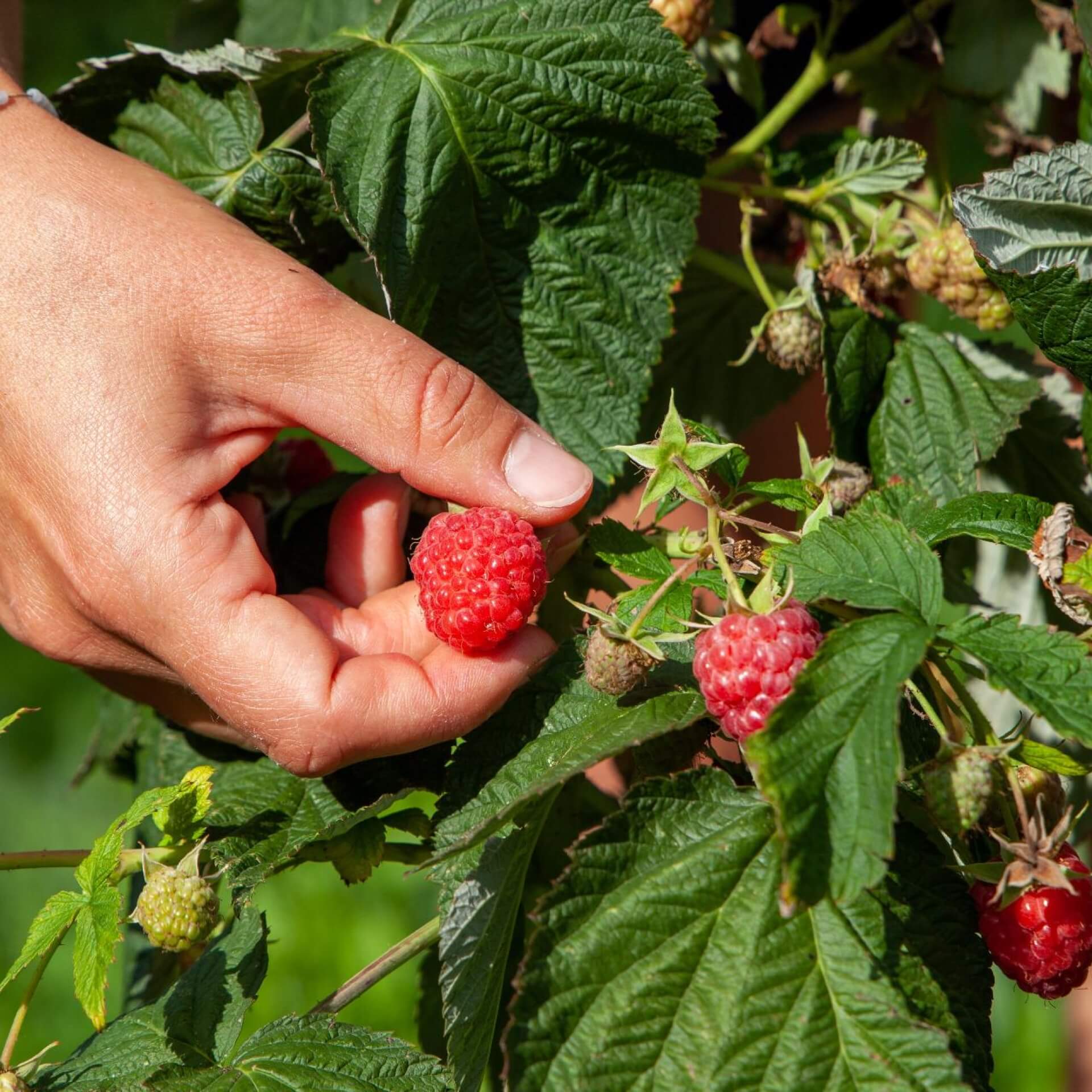 Himbeeren pflücken - wann und wie?