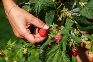 Himbeere pflanzen Tipps für den perfekten Start