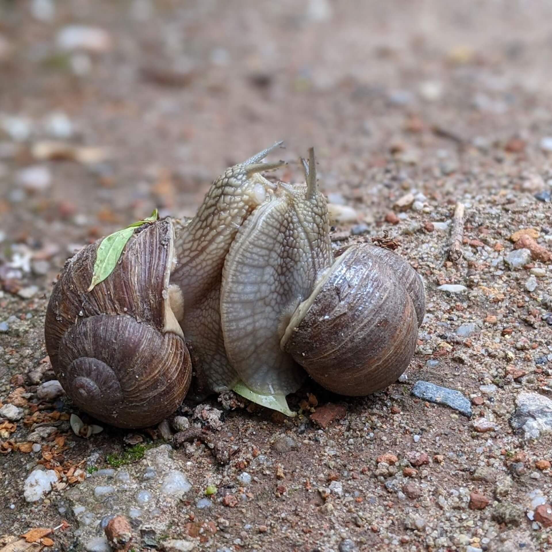 Schnecken im Garten: Wer ist Freund, wer Feind?