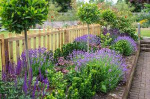 Lavendel winterhart? Überwintern im Garten & Kübel