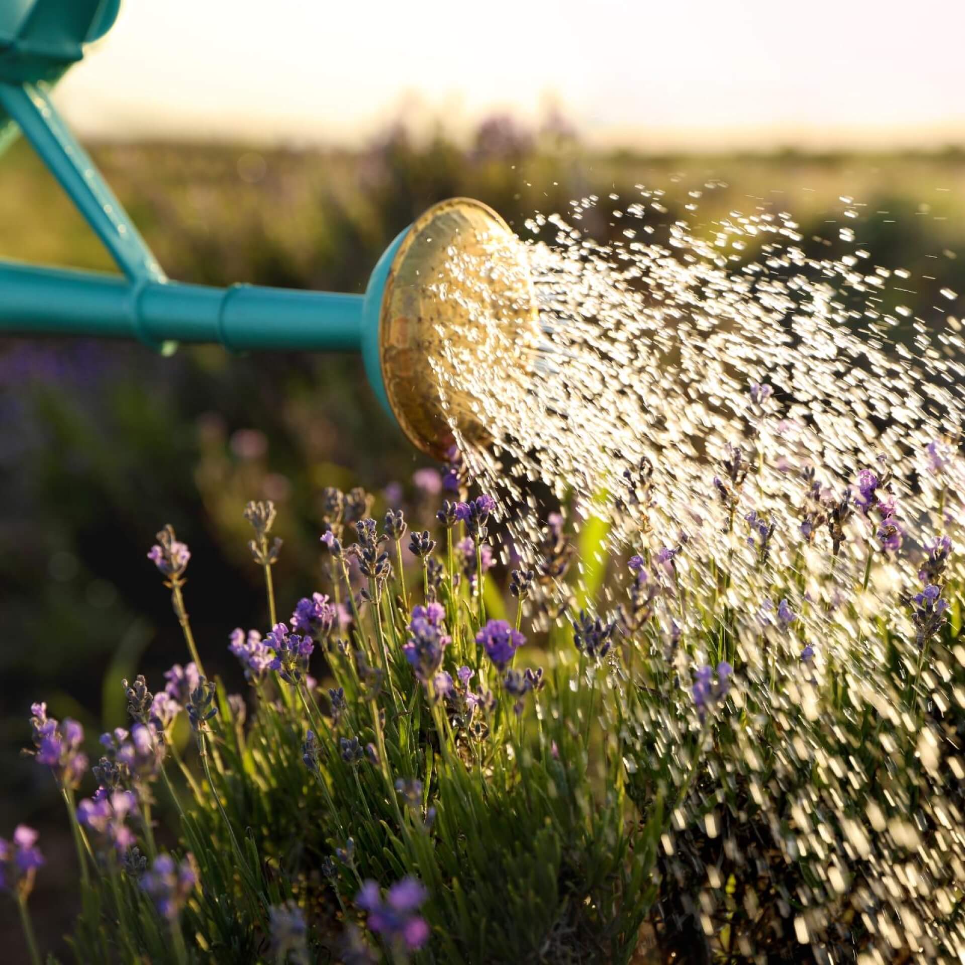 Lavendel Pflege: Hinweise zum Gießen