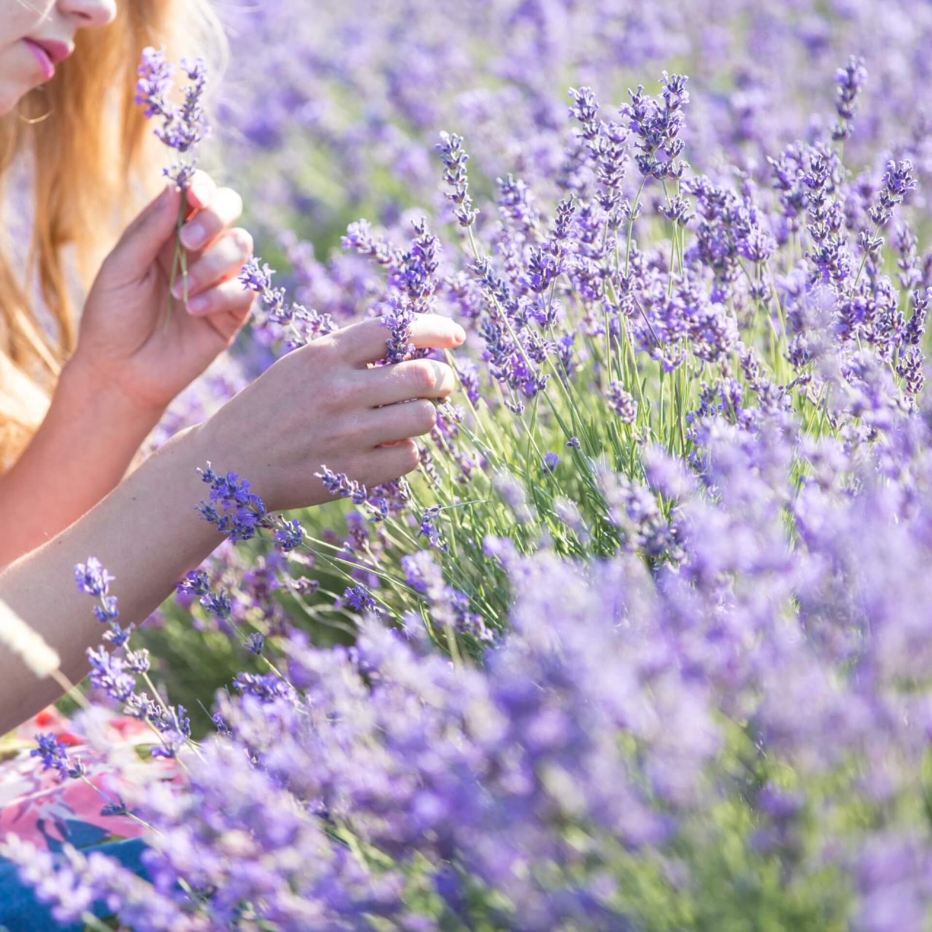 Ist Lavendel giftig für Menschen und Tiere?