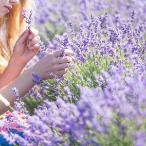 Ist Lavendel giftig für Menschen und Tiere?