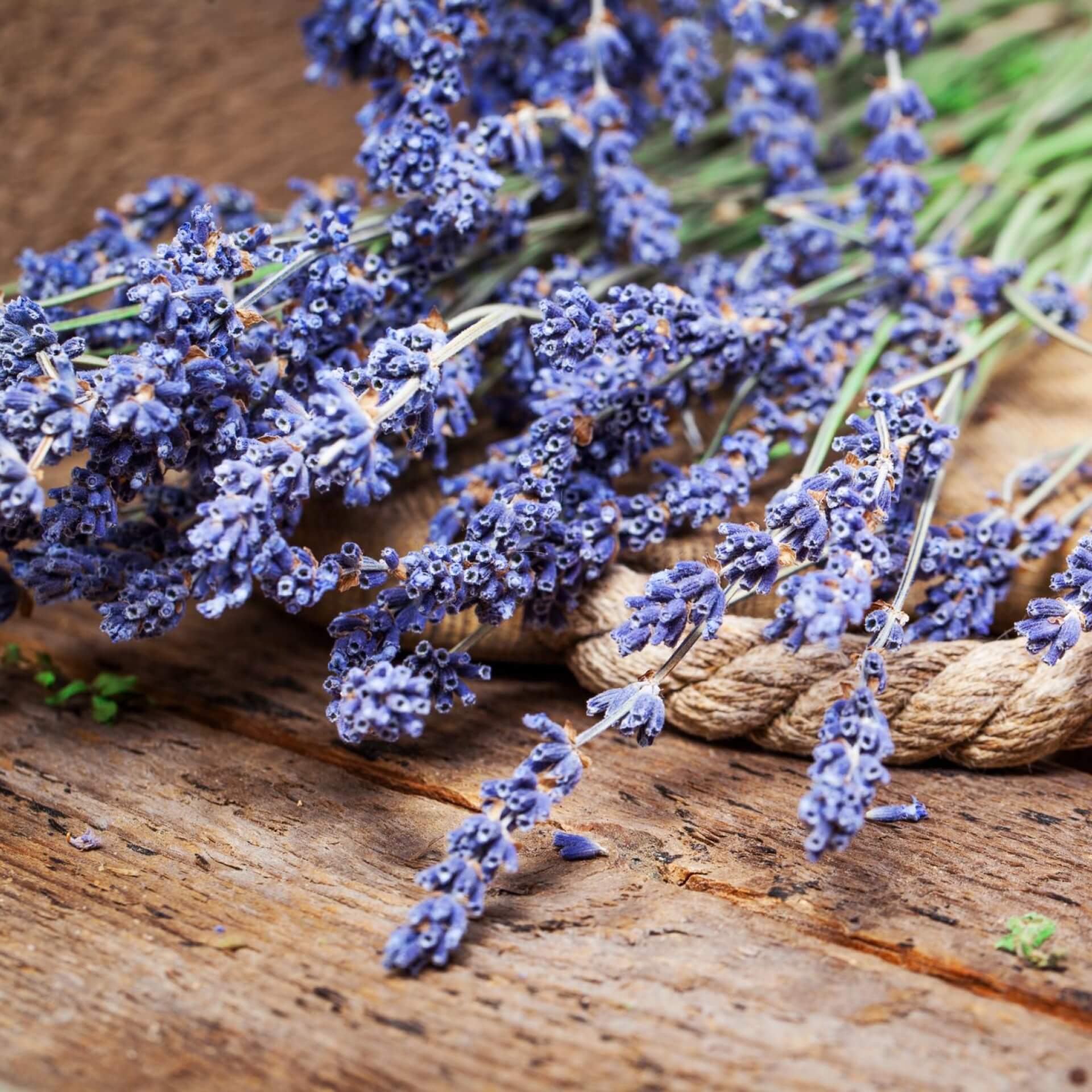 Was kann man mit Lavendel machen?