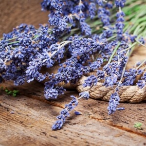 Was kann man mit Lavendel machen?