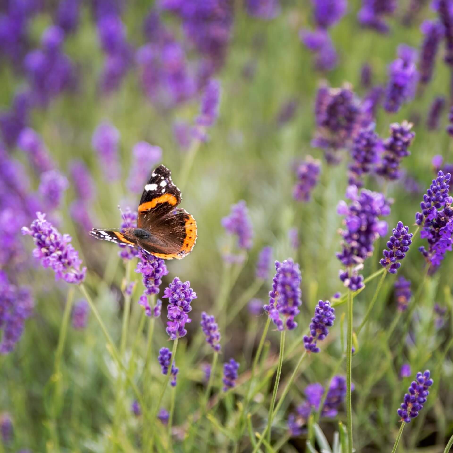 Wie ökologisch ist Lavendel im Garten?