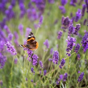 Wie ökologisch ist Lavendel im Garten?
